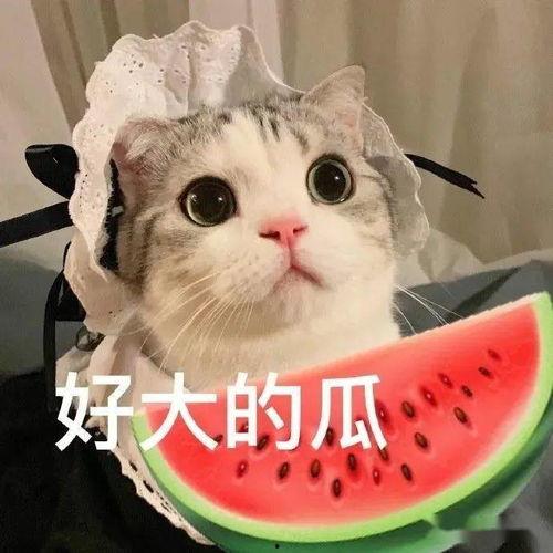 娱乐吃瓜君七七的折耳猫,娱乐吃瓜君的萌宠日常