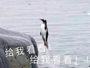 娱乐吃瓜君迅猛龙唱歌,迅猛龙跨界唱歌，音乐界新势力崛起