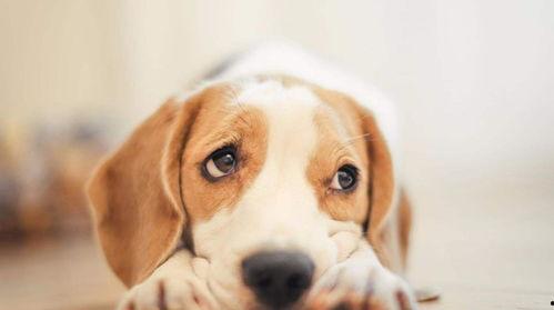 娱乐吃瓜酱小狗被卖,背后的故事与反思