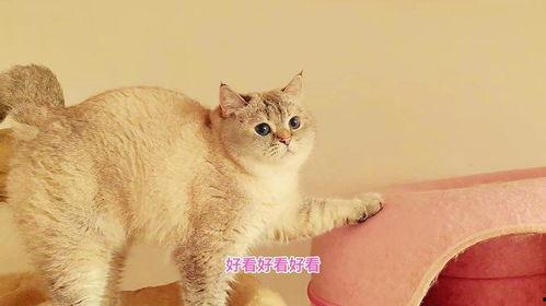 娱乐吃瓜酱胖猫,揭秘娱乐圈那些不为人知的幕后故事