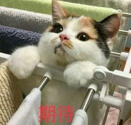 娱乐吃瓜酱三花猫的魅力,娱乐吃瓜酱的喵星人风采