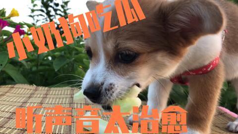娱乐吃瓜酱送小狗视频大全,萌宠小狗视频大全，萌化你的心！