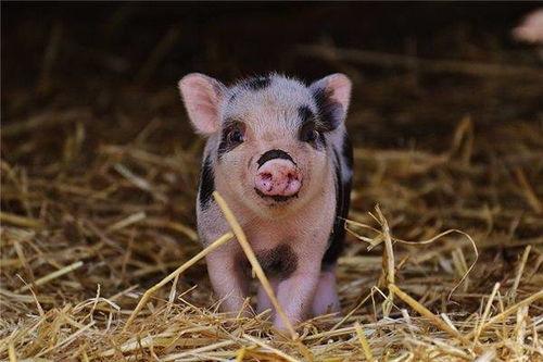 肥猪猪娱乐吃瓜酱,揭秘娱乐圈那些不为人知的幕后故事