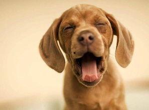 娱乐吃瓜酱狗带上牙