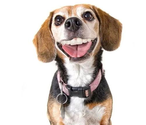 娱乐吃瓜酱狗带上牙