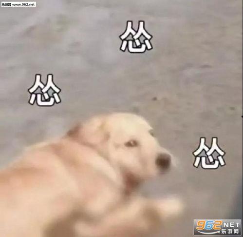 吃瓜娱乐小狗表情包,萌态可掬，笑点满满