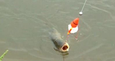 娱乐吃瓜钓鱼视频大全,全网热门娱乐吃瓜钓鱼视频大盘点