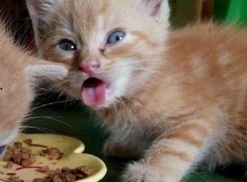 娱乐吃瓜酱70只猫猫,娱乐吃瓜酱带你领略猫咪世界