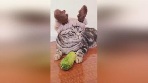 娱乐吃瓜小小鱼,揭秘娱乐圈幕后故事