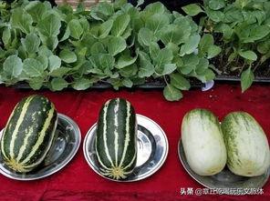 娱乐瓜吃瓜最新,揭秘明星背后的秘密与真相