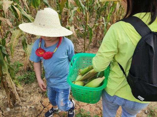 娱乐吃瓜酱爬泰山,攀登泰山，记录非凡之旅