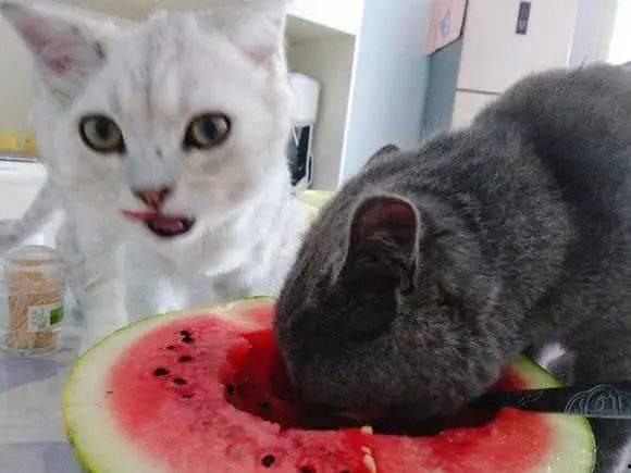 娱乐圈吃瓜猫是谁啊图片