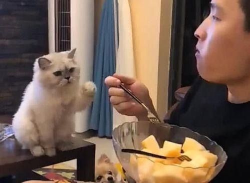 娱乐圈吃瓜猫是谁啊图片